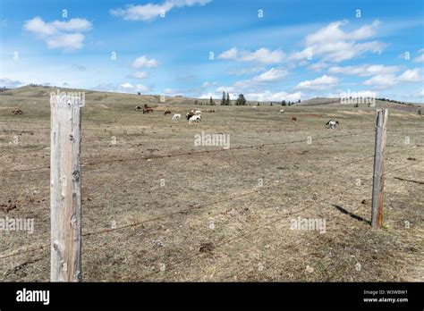 Horses On The Stoney Indian Reserve At Morley Alberta Canada Stock