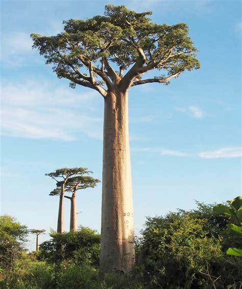 The Baobab Tree The Majestic Tree Of Life In The Dry Savannah