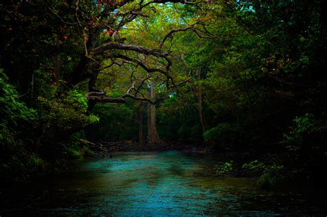 Free Stock Photo Of Beautiful Dark Forest
