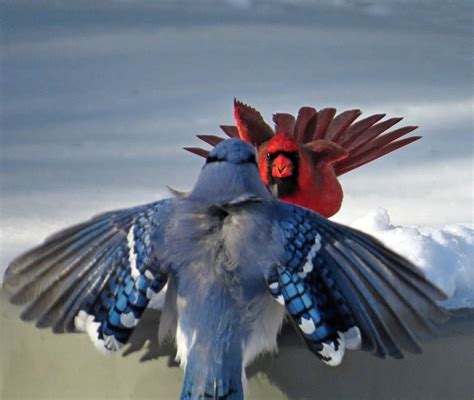 Cardinal Vs Blue Jay Blue Jay Critter Bird