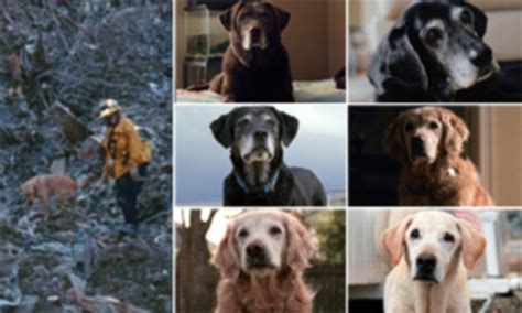 Surviving 911 Rescue Dogs That Scoured Ground Zero For Bodies Are