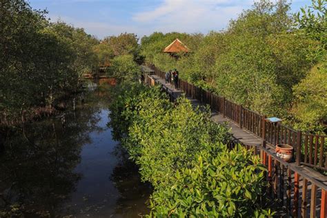Rute Dan Tips Berkunjung Ke Wisata Mangrove Wonorejo Surabaya Kompas