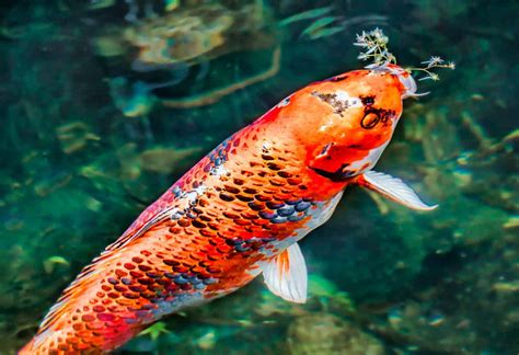 All About Japanese Koi Fish Fish Vet
