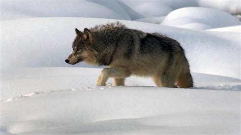 Watch 60 Minutes The Return Of Wolves To Yellowstone Park Full Show On Cbs