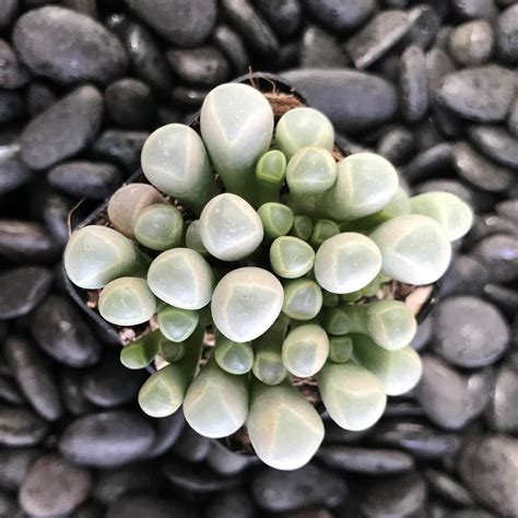 Fenestraria Aurantiaca Baby Toes Succulent 2 Pot Little Prince To Go