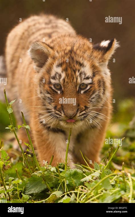 Siberianamur Tiger Cub In Grass Stock Photo Alamy