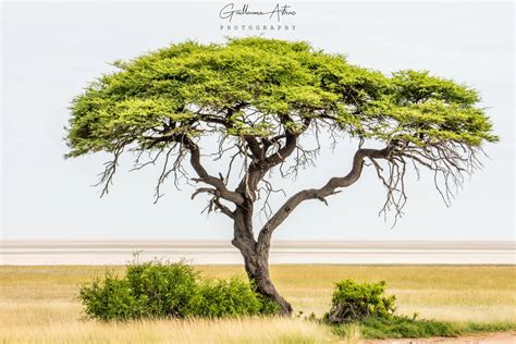 Lemblématique Acacia Africain Guillaume Astruc Photography