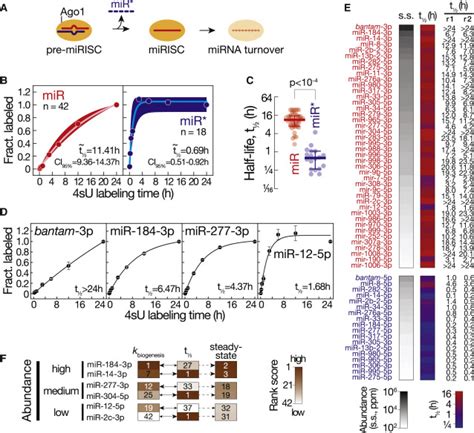 Time Resolved Small Rna Sequencing Unravels The Molecular Principles Of