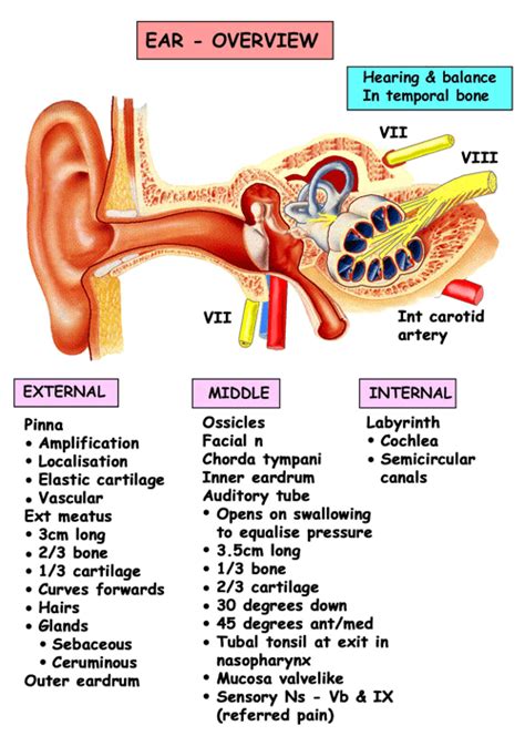 Instant Anatomy Head And Neck Areasorgans Ear General Overview