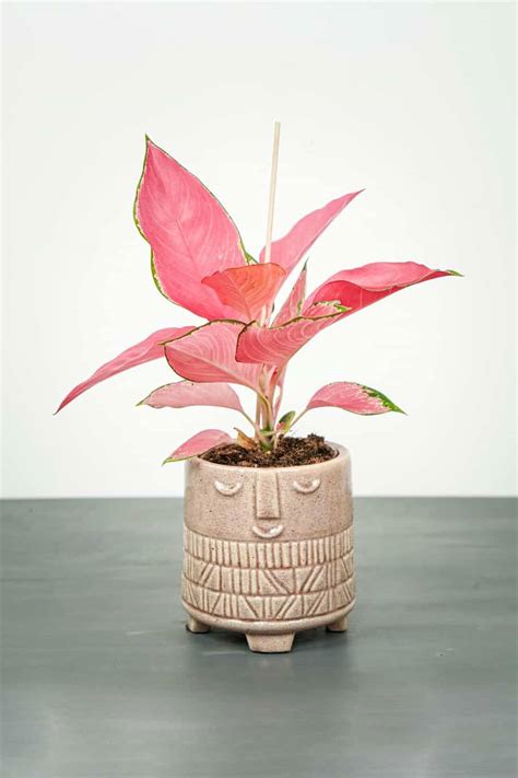 Aglaonema Pink Star Indoor Plants Plantshopme