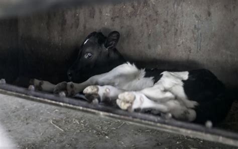 Baby Calves Taken Away From Their Mothers Shows The Truth Behind The