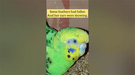 Budgie Ears Bird Parrot Viral Shorts Youtubeshorts Budgies Youtube
