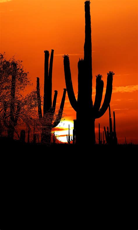 Sunset Cactus Desert Free Image On Pixabay