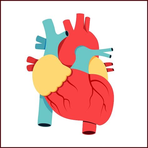 인간 의 심장 해부학 프리미엄 벡터