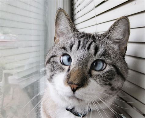 The Cutest Cross Eyed Cat Ever 9 Pics Twistedsifter
