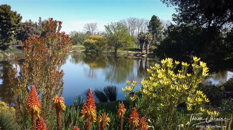 Uc Davis Arboretum Free Award Winning Gardens Hi Travel Tales