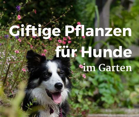 Stockfotos und lizenzfreie bilder thema giftige pflanzen. 11 giftige Pflanzen für Hunde! Im Garten müssen Sie hier ...