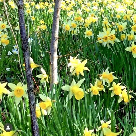 Wild Daffodils Bulbs Lobularis Lent Lily Quality Narcissus Spring