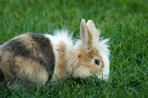 Blue Eyed Rabbit Free Photo Download Freeimages