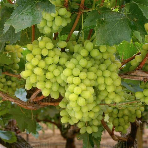 Agriculture Mature Thompson Seedless Table Grapes On The Vine