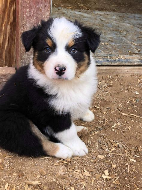 29 Australian Shepherds Puppies For Sale