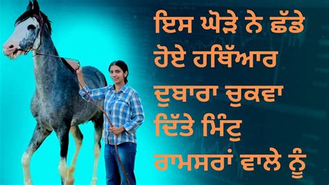 ਇਹ ਉਹ ਘੋੜਾ ਜਿਹੜਾ ਮਿੰਟੁ ਰਾਮਸਰਾਂ ਵਾਲੇ ਨੂੰ ਖਿੱਚ ਕੇ ਦੁਬਾਰਾ ਘੋੜਿਆਂ ਦੀ ਦੁਨੀਆ ਵਿੱਚ ਲੈ ਕ ਆਇਆ Youtube