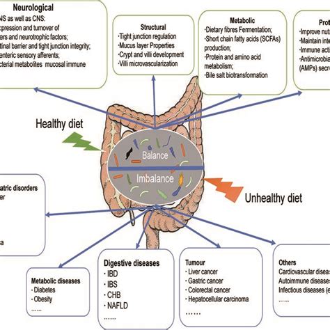 Dietary Modulation Of The Gut Microbiota A Healthy Diet Can Maintain