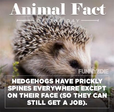 25 Funny Animal Facts That Might Make You Pee A Little