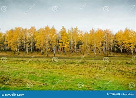 Autumn Landscape Yellow Trees Stock Photo Image Of Yellow Aerial