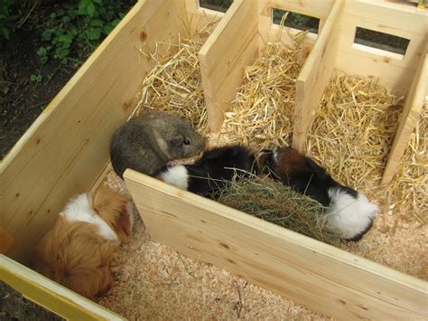 Tipps zur einrichtung eines artgerechten meerschweinchengeheges. Wir bauen an! Fotos! - Meerschweinchen Haltung