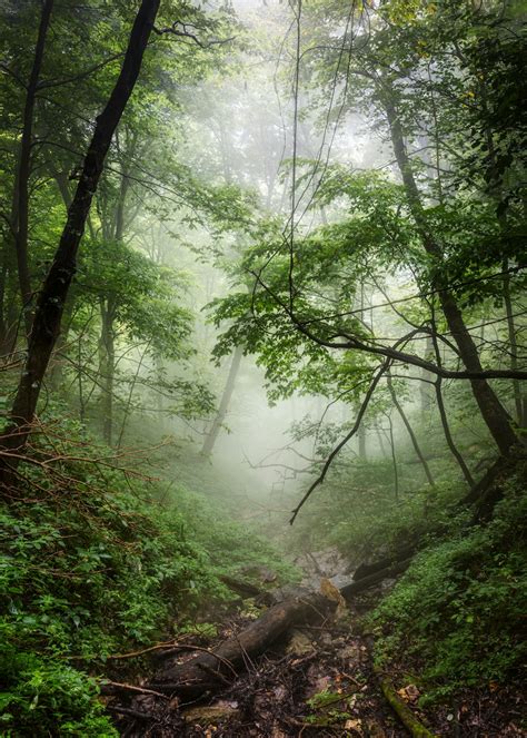 Rainy Forest Pictures Download Free Images On Unsplash