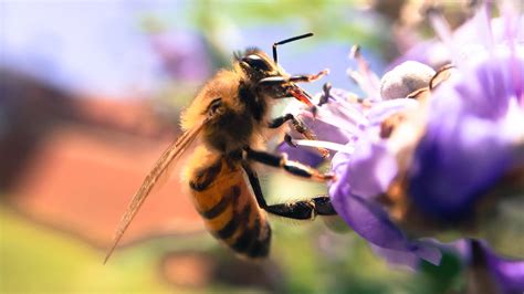 Common Bee Drinking Nectar By Tectix On DeviantArt
