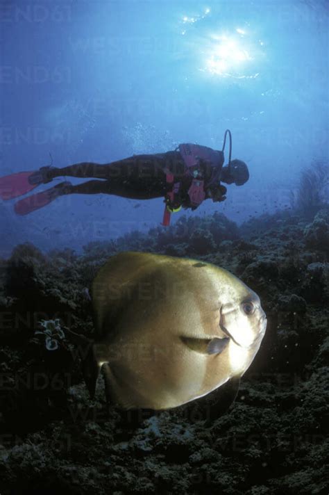 Diver And Batfish Stock Photo