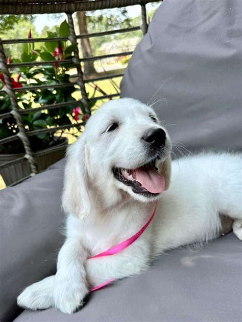 Available Puppies Henne Goldens Breeders Of English Cream Golden