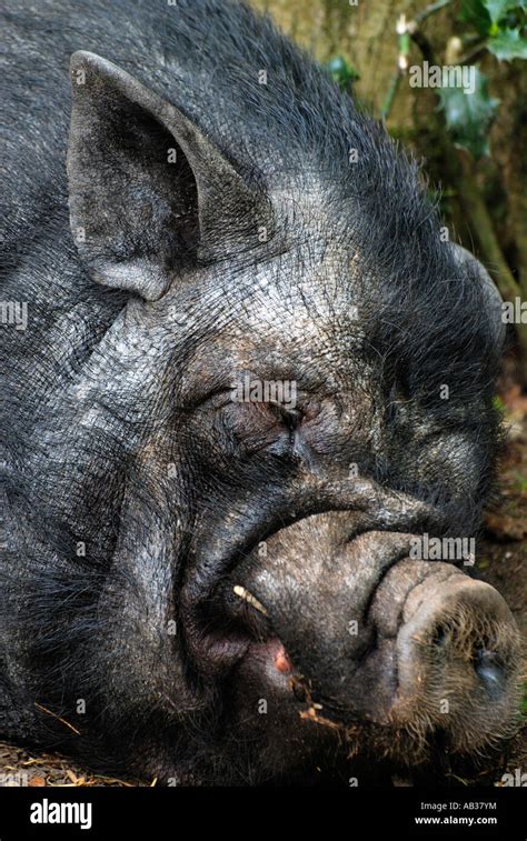 Close Up Portrait Of A Vietnamese Pot Bellied Pig Sus Scrofa Laying On