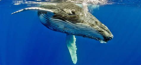 The Marine Mammal Center Humpback Whale