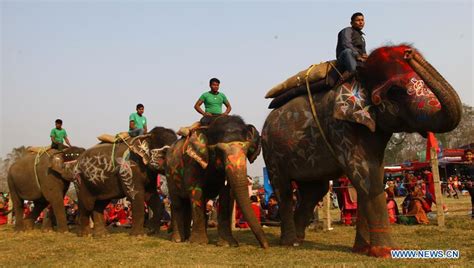 Elephant Beauty Contest Held In Sauraha Nepal Xinhua English News Cn