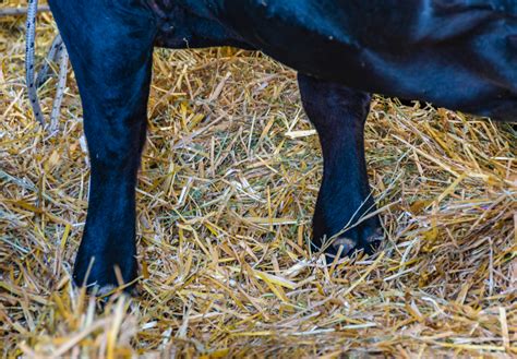Abscess On Cows Leg Essential Oil Vet