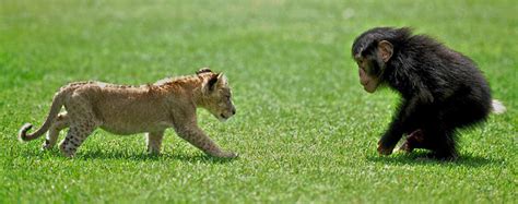 Lion Cub Who Was Rescued From Car Is Playing With Friend
