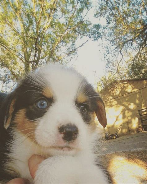 Maya The Auggie 6 Weeks Old Australian Corgi Australian Shepherd