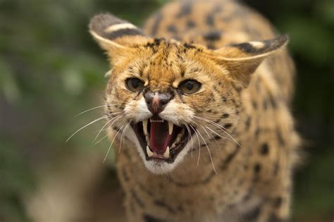 Serval Cat Angry Face Wallpapers Hd Desktop And Mobile Backgrounds