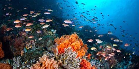Océano Pacífico Clima Flora Fauna Y Características