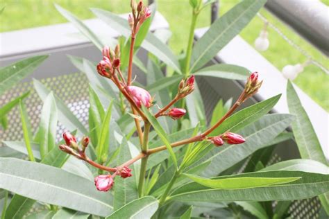 Laurier Rose Nerium Oleander Conseils Dentretien Plantation Et
