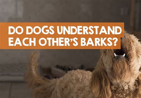 Do Dogs Understand Each Other When They Bark Research
