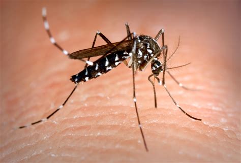 Imagem Gratuita Aedes Albopictus Mosquito Asiático O Tigre O Mosquito