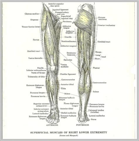 Anatomy Of Leg Muscles Image Graph Diagram