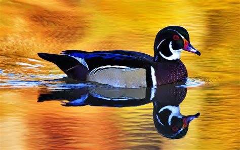 Colorful Wild Duck Wallpapers Hd Desktop And Mobile Backgrounds