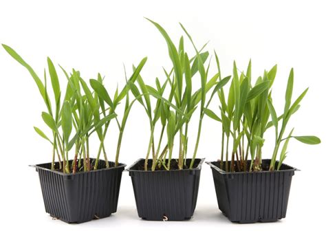 How To Grow Corn Plants Indoors