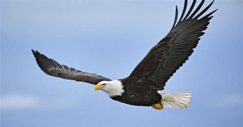 Once Nearly Extinct American Bald Eagle Populations Have Quadrupled In