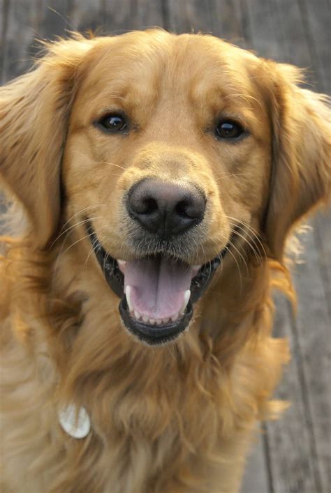 17 Best Images About Goldens On Pinterest Happy Dogs
